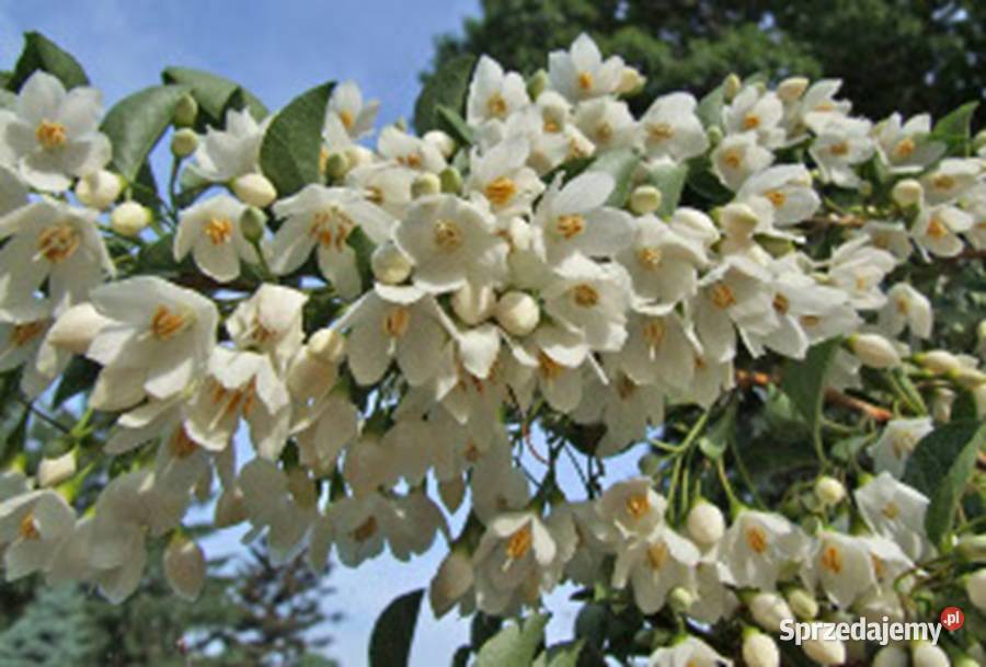 STYRAK JAPOŃSKI Styrax japonica NASIONA 40 sztuk kujawsko-pomorskie