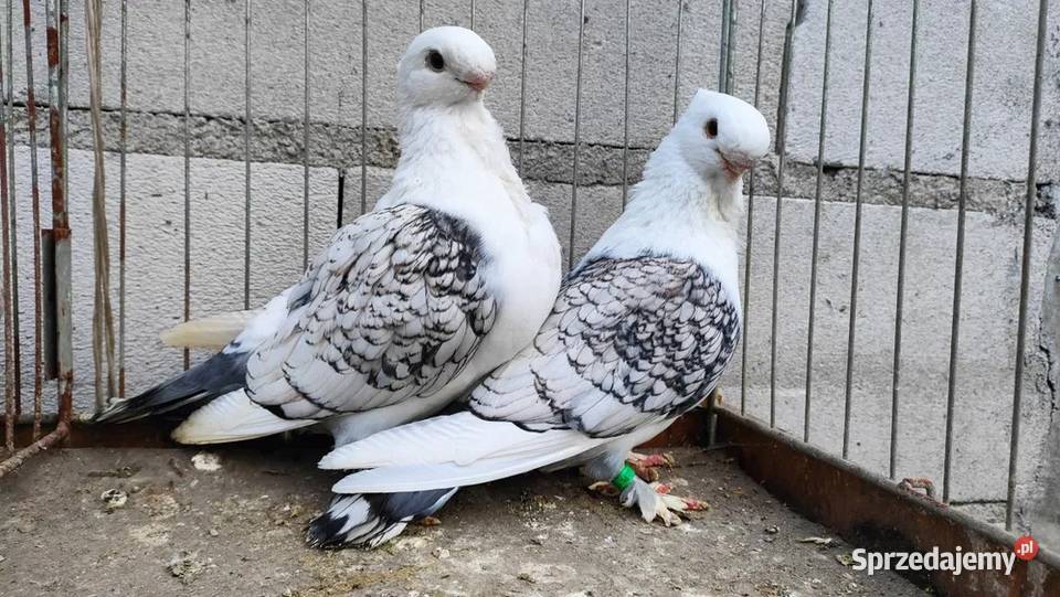 MEWKI ORIENTALNE PIĘKNE GOŁĄBKI Bielawy sprzedam