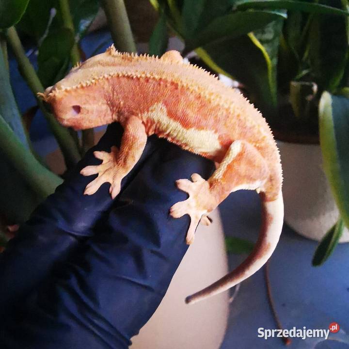 Samica gekona orzesionego phantom lilli white Kraków
