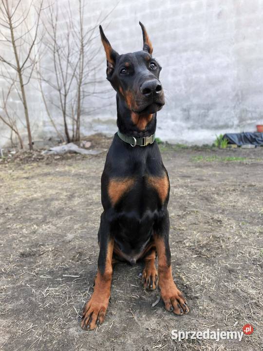 Szczeniak dobermana Doberman Dzierzgów