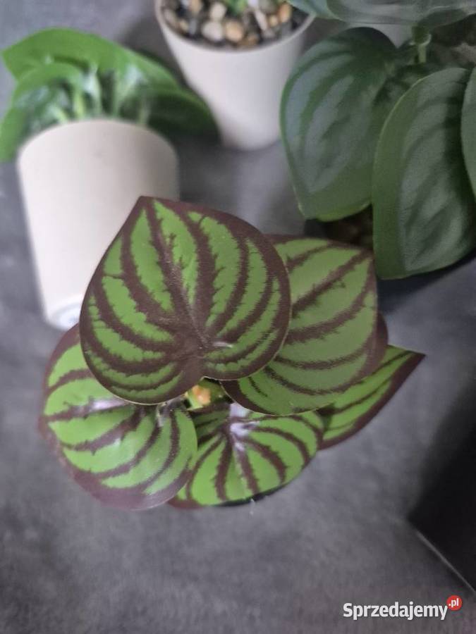 Zestaw kwiatków sprzedam