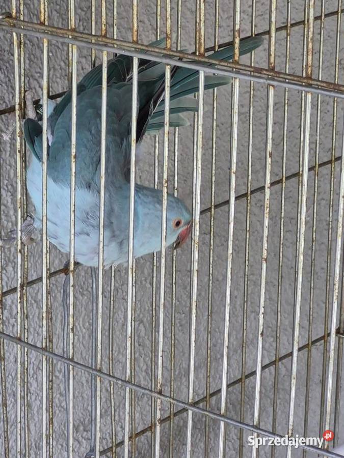 Papuga Aleksandreta z klatkom Sątopy