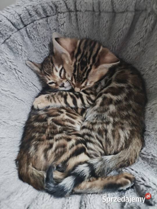 Kotki bengalskie Nielubia