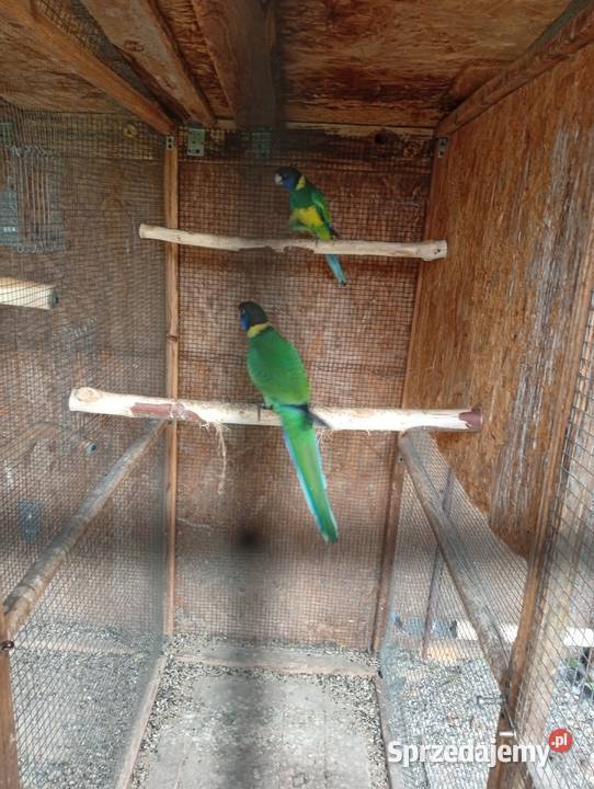 Rozella krolewska rozella zółtobrzucha barnard śląskie Bąków sprzedam