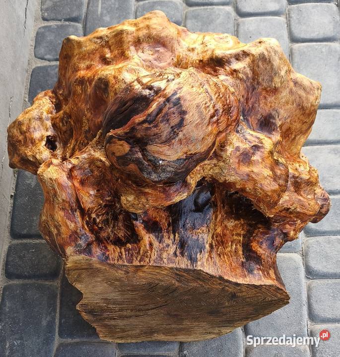 Obrzęk czeczota brzozowa okorowany materiał