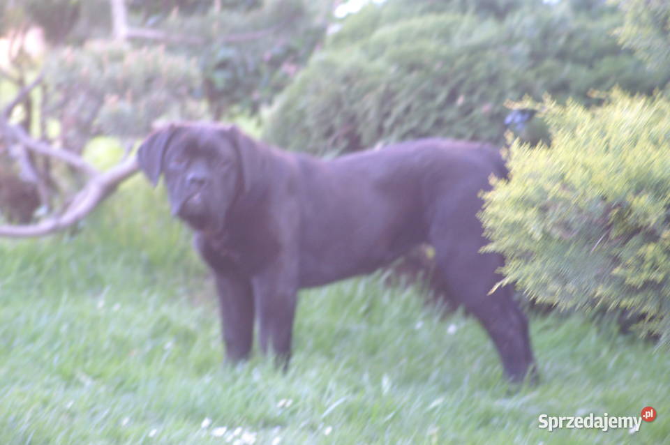 Cane Corso FCI suczka mocna budowa