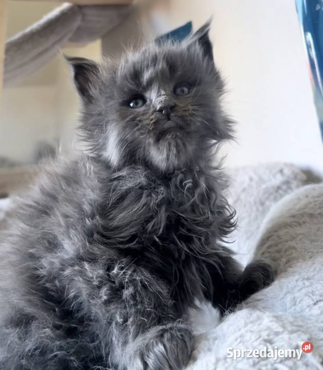 Maine Coon niebieski kocurek dolnośląskie Wińsko