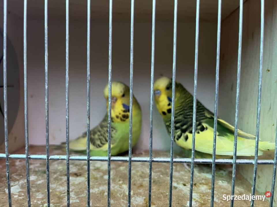 Papugi faliste Wpf Zachowice