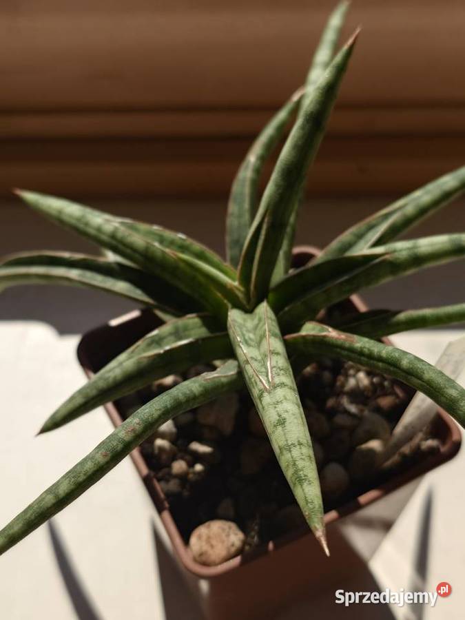 Sansevieria ballyi Tom Grumbley karłowata Warszawa