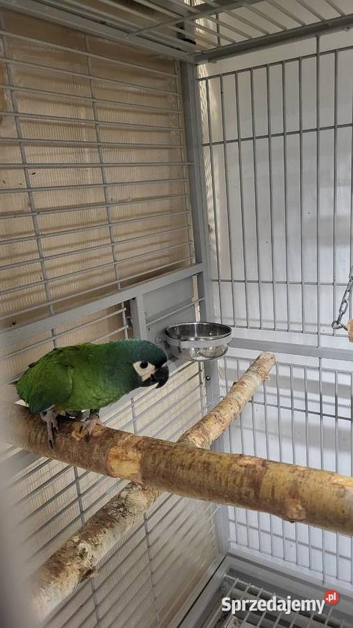 Papugi sprzedam Garwolin sprzedam