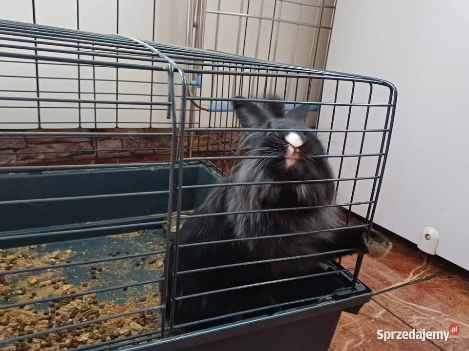 Króliki Miniaturki 2 sztuki z klatką wielkopolskie Koźmin Wielkopolski