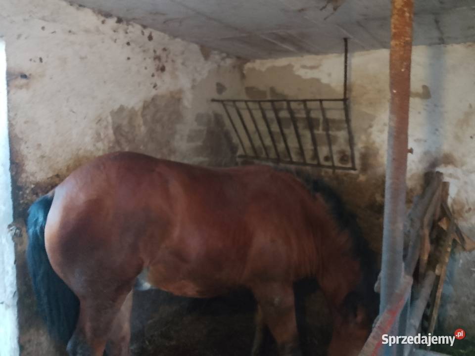 Sprzedam źrebówke Zielona sprzedam