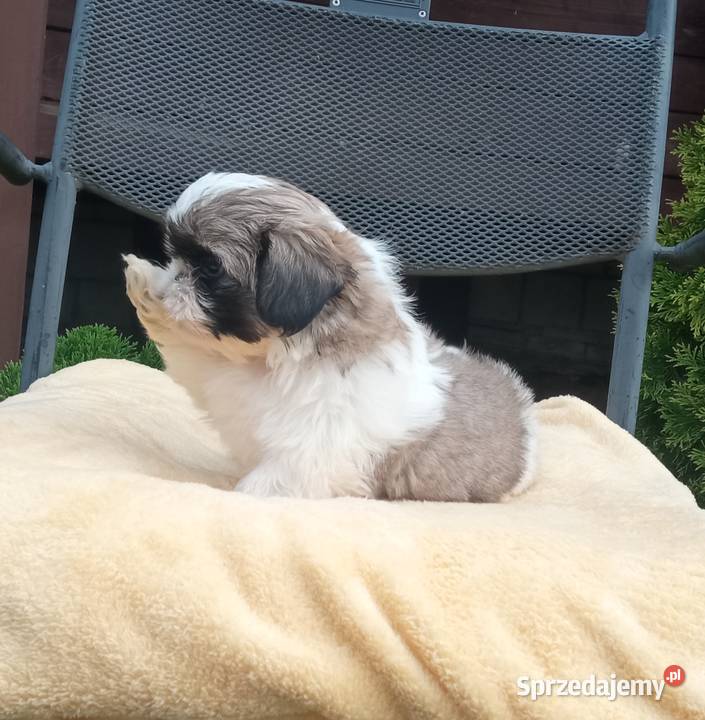 Chłopczyk Shihtzu tricolor z wielopokoleniowym warmińsko-mazurskie Nowe Miasto Lubawskie