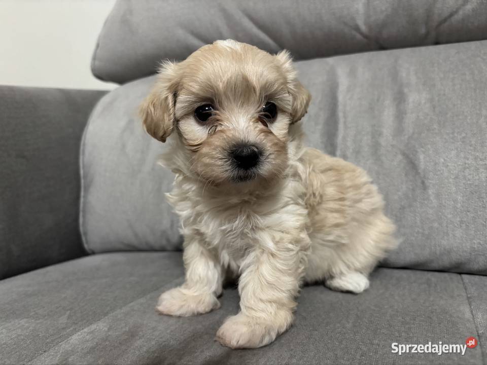 Maltipoo Chłopiec Zawiercie