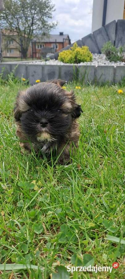 Sliczny piesek shihtzu Bodzentyn