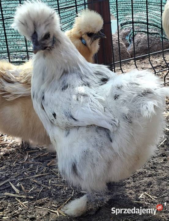 Jajka lęgowe silki usa sprzedam