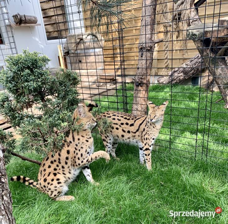 Serwal Afrykański Serval karmiony butelką Czerwionka-Leszczyny