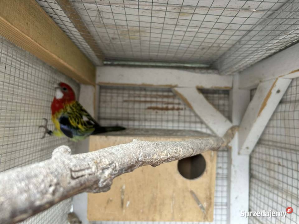 Sprzedam samiczke gotowa na lęgi Włoszakowice