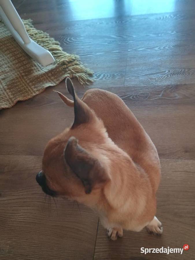 Chihuahua maleńka XXS Radomsko sprzedam