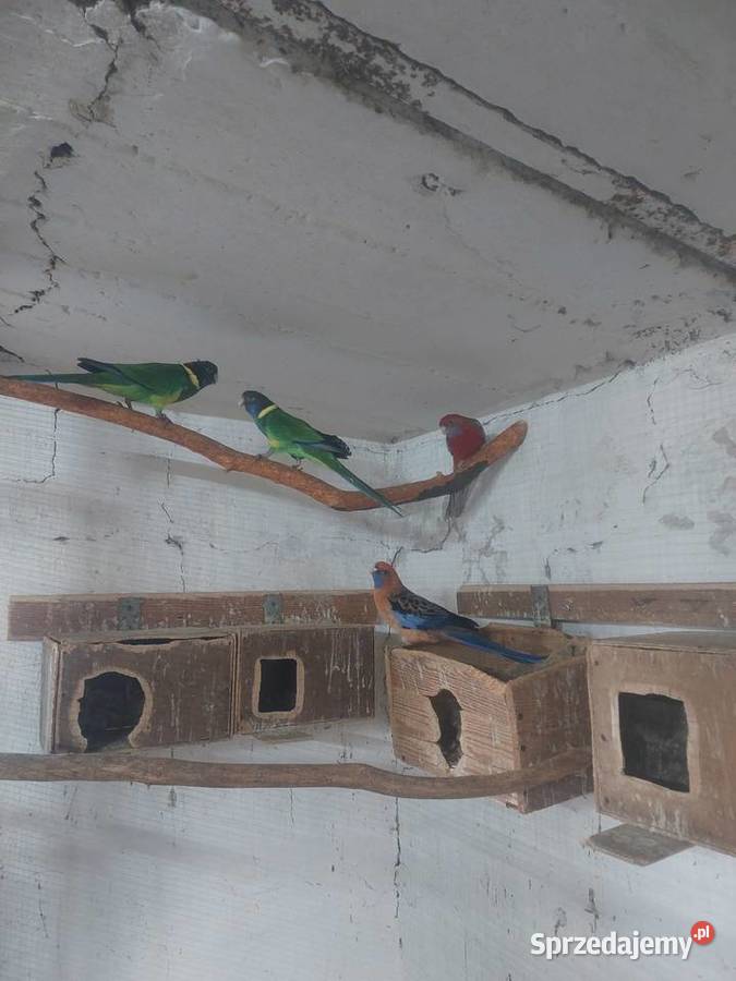Sprzedam papugi Błaszki
