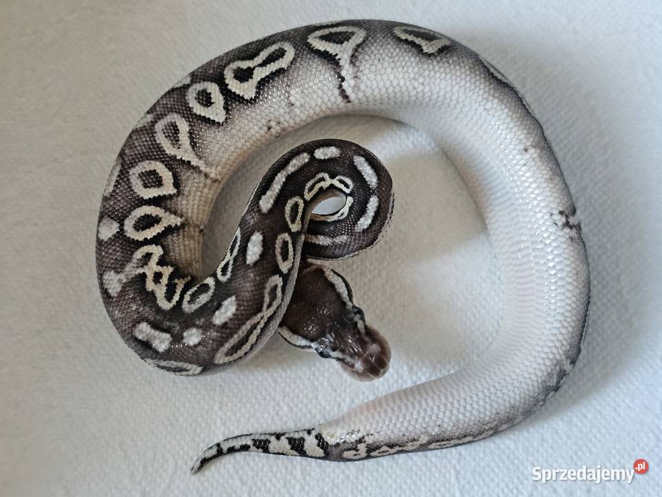 Pyton królewski pewter het albino CB25