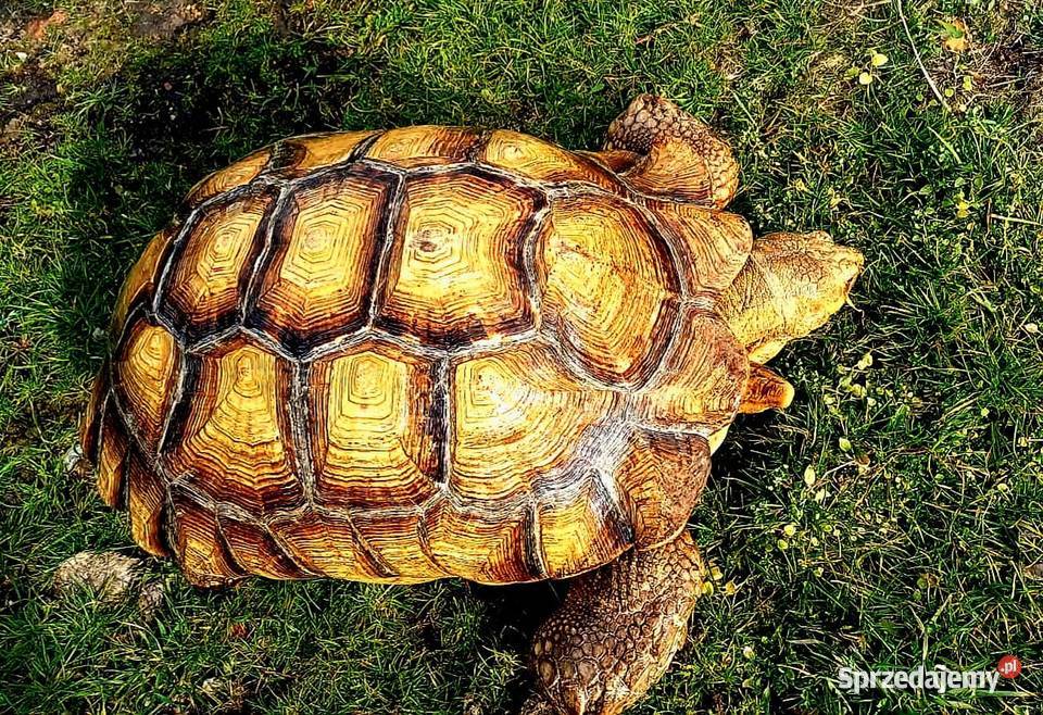 Duże Żółwie pustynne