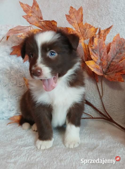 Border collie czekoladowo białe Zwierzęta Toruń