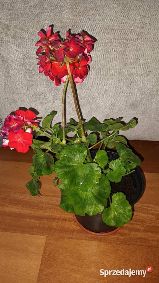 Duża pelargonia kwitnąca aktualnie na czerwono Warszawa