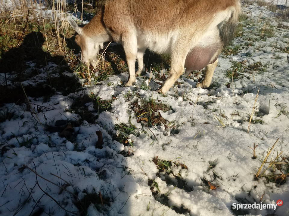 kozy ladne bez rogow sprzedam zamienie Siedlce sprzedam