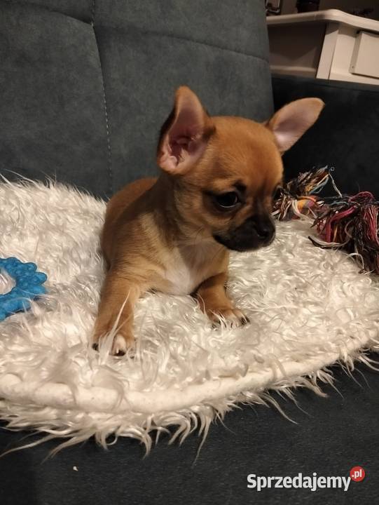 Biszkoptowa chihuahua Konin
