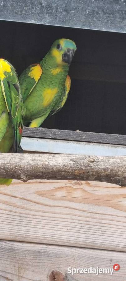 Amazonki niebieskoczelne Bystra