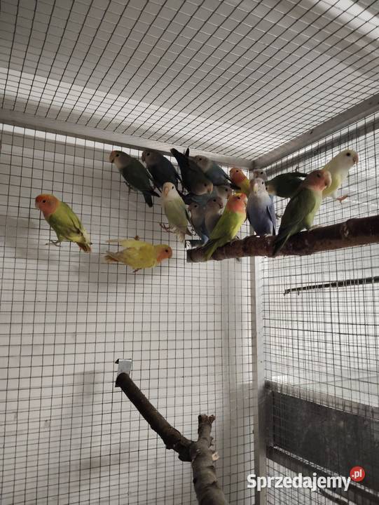 Nierozłączki czerwonoczelne Niepołomice