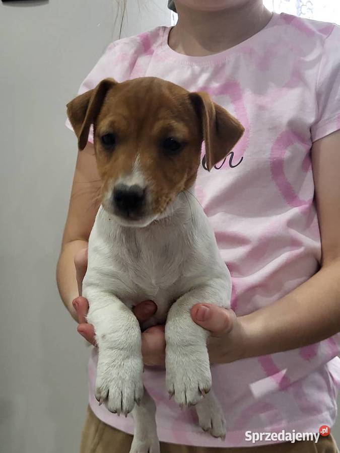 Jack russell terrier wielkopolskie Zbąszyń