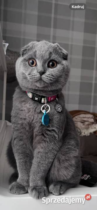 Kot brytyjski szkocki zwisłouchy Częstochowa