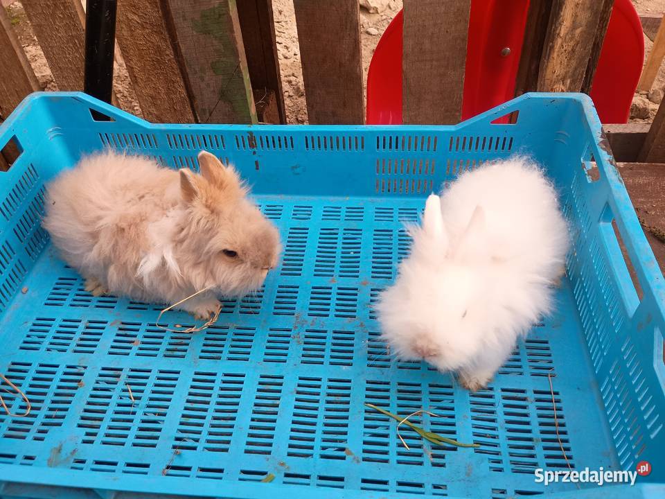 Sprzedam króliki miniaturki Tomaszów Lubelski
