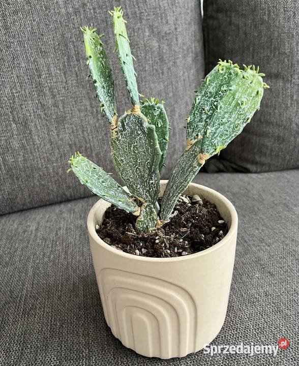 Sztuczny kaktus w doniczce roślina opuncja Warszawa