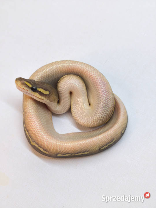 Pyton królewski Hypo BlackHead Lesser YB RGRNG Warszawa