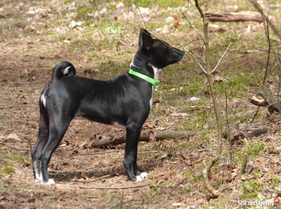 Szczenięta Basenji TEDI Z GREMLINKOWA Psy Pabianice