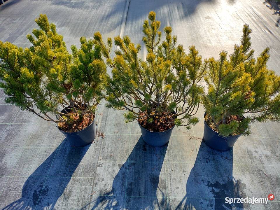 Sosna kosodrzewina pumillio czarna limba Jelitów