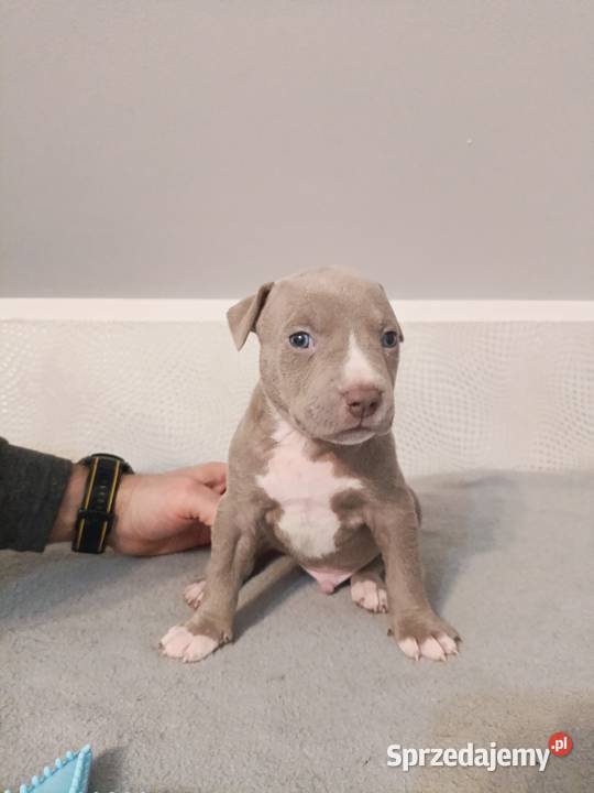 Szczeniaki American staffordshire terrier Amstaff lubelskie Nieledew