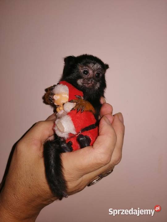 Tamarynki złotorękie Łódź