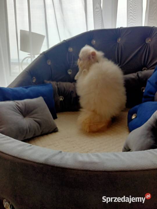 Malutki książę z niebieskimi oczami rodowód fpl Katowice