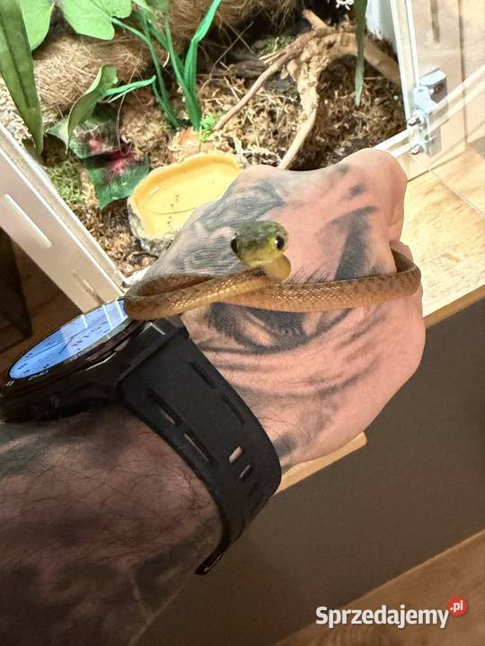 boiga cyanea płeć nieznana Wałbrzych