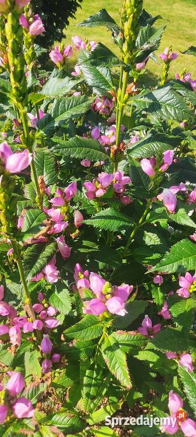 Żółwik ukośny podlaskie Białystok