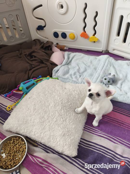 Suczka chihuahua FCI Laskowice sprzedam