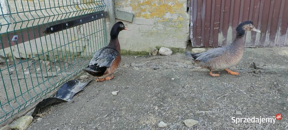 Sprzedam laczki z 25 roku lubelskie Sobieska Wola Druga