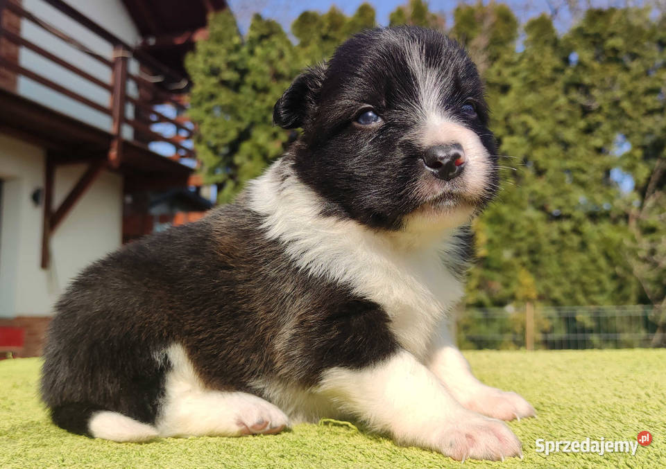 Rasowy Pies Border Collie TEXAS z pełną dok z Iwonicz sprzedam