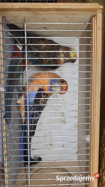 Papugi górskie pastele rozelle królewskie i małopolskie Nowy Sącz