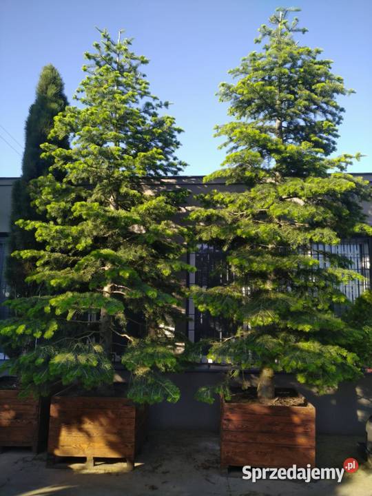 Jodła kalifornijska 5m w donicy drewnianej