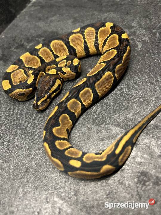 Yellow bellygravel samica Pisz